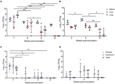 Intratracheal inoculation results in Brucella-associated reproductive disease in male mouse and guinea pig models of infection
